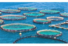 How do a 5g cellular router works for aquaculture?