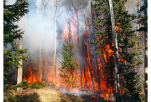 Industrial dual sim 5g router applied to forest fire monitoring